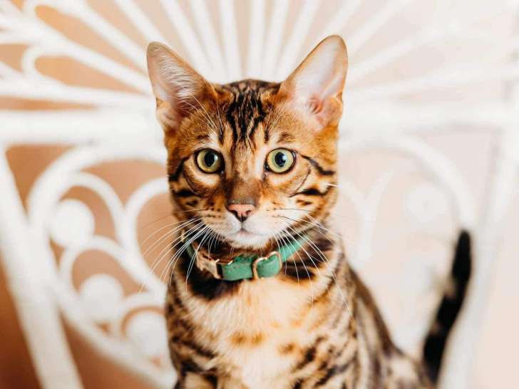 BelleBengals