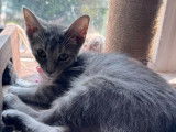 Nickel City Cats