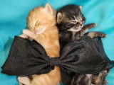 Nickel City Cats