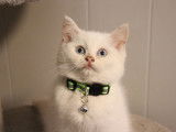 Nickel City Cats