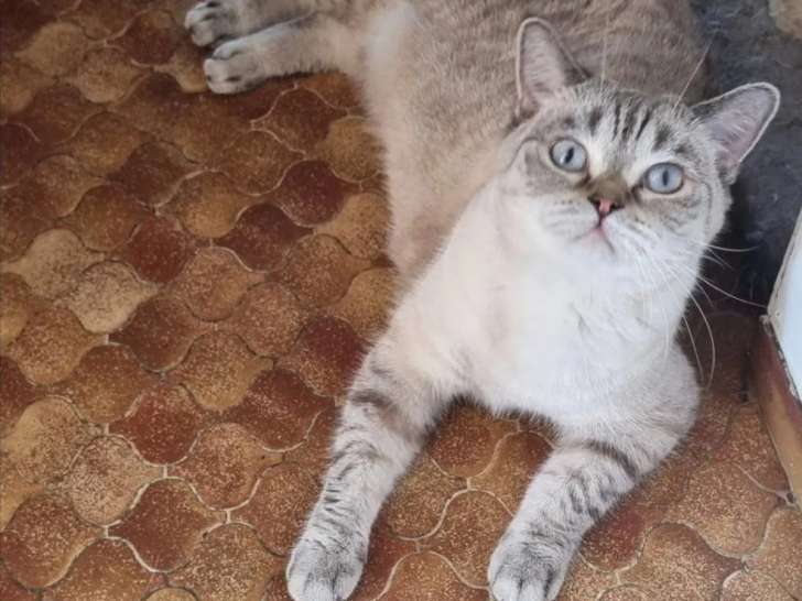 Vanille British Shorthair seals points