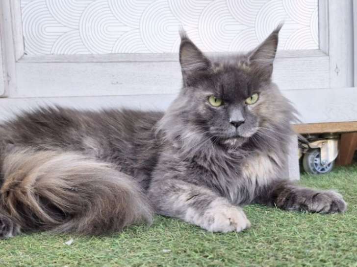 Little Lion