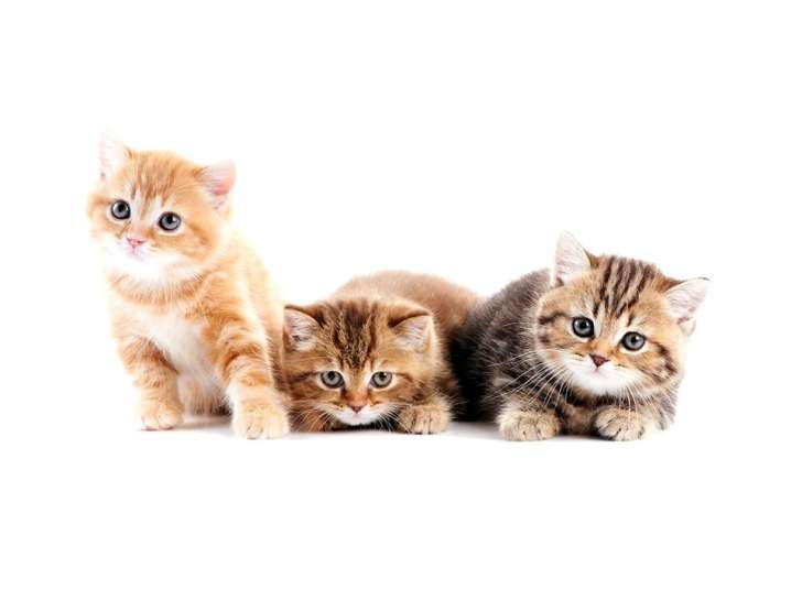 Vet Ethology