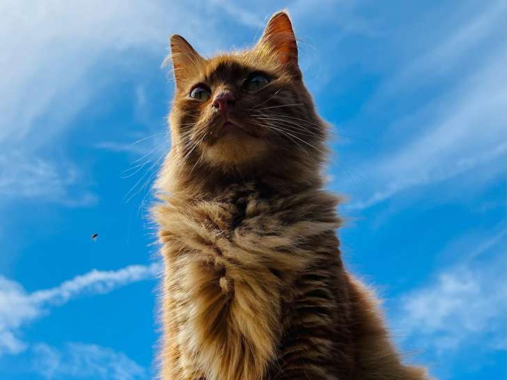 Les copains d’abord