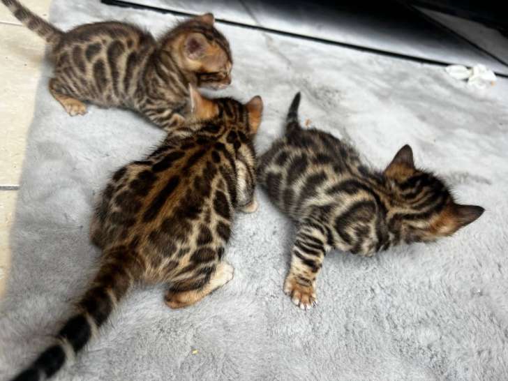 Bengal.be