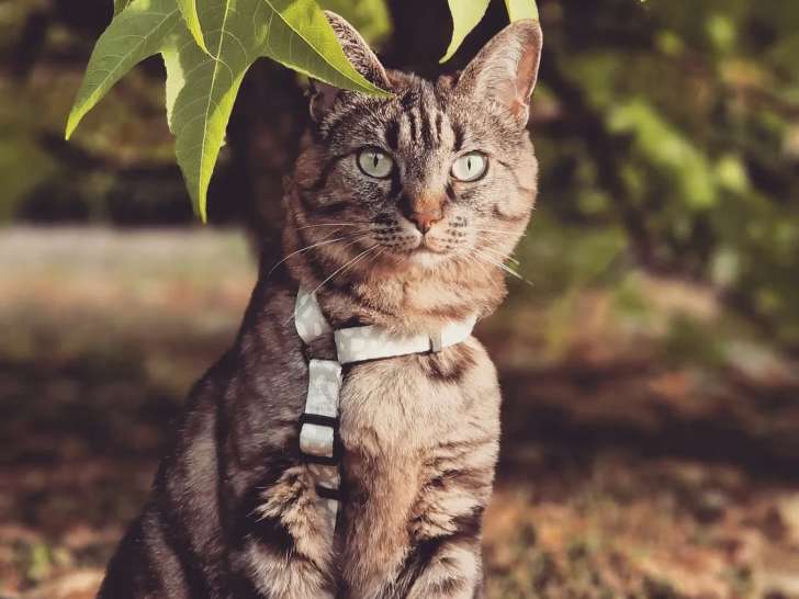 La P'tite Vadrouille