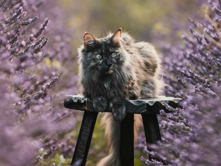 Lucie F Photographie