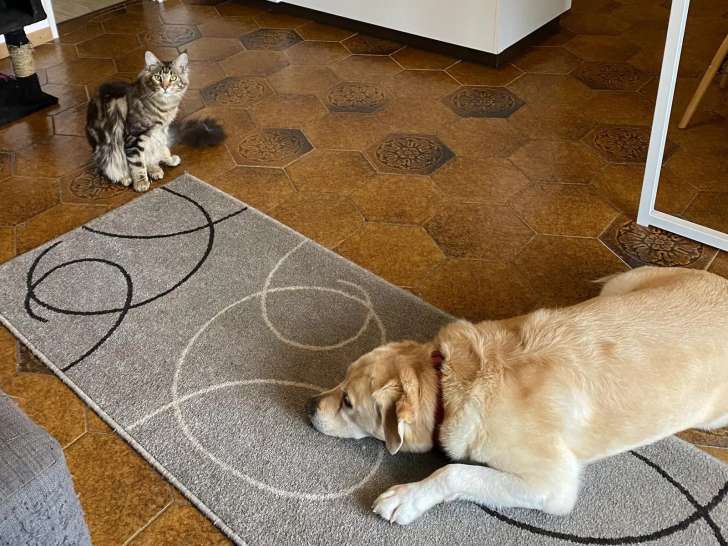Patounes et Câlins