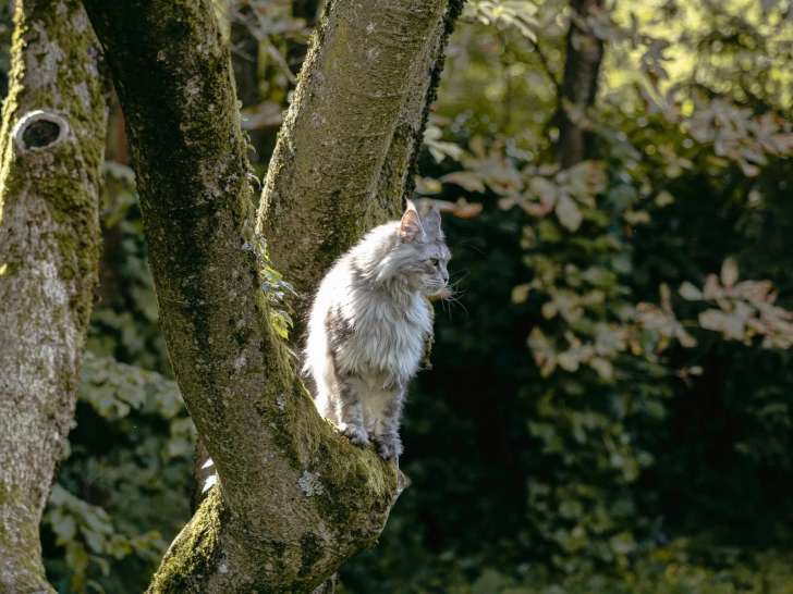 Royal Coons of Geneva