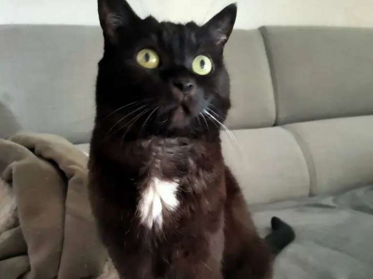 Léman Pets