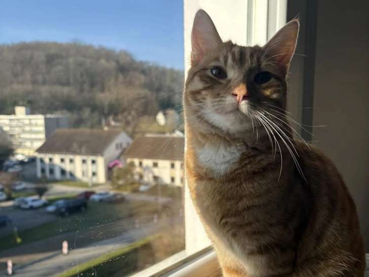 PM Pet Sitting