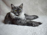 Vanille notre championne Kitten