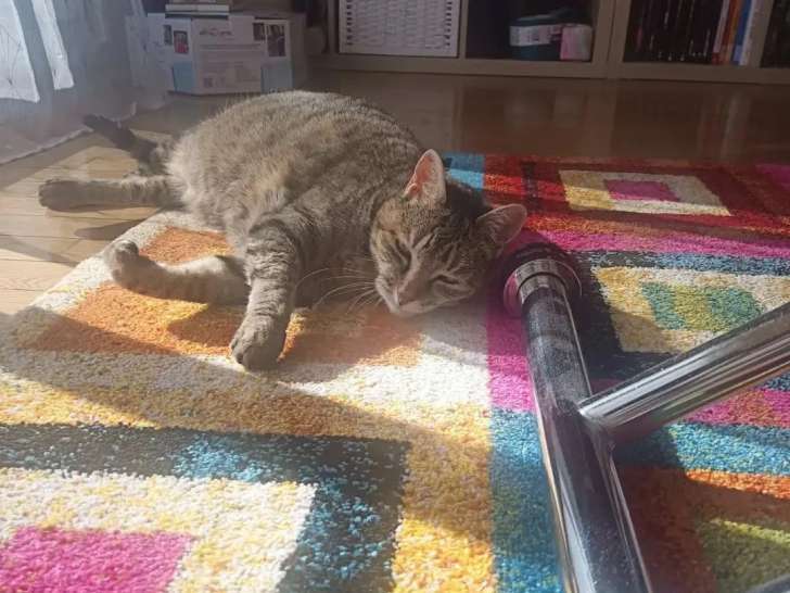 Quatre Pattes Relax