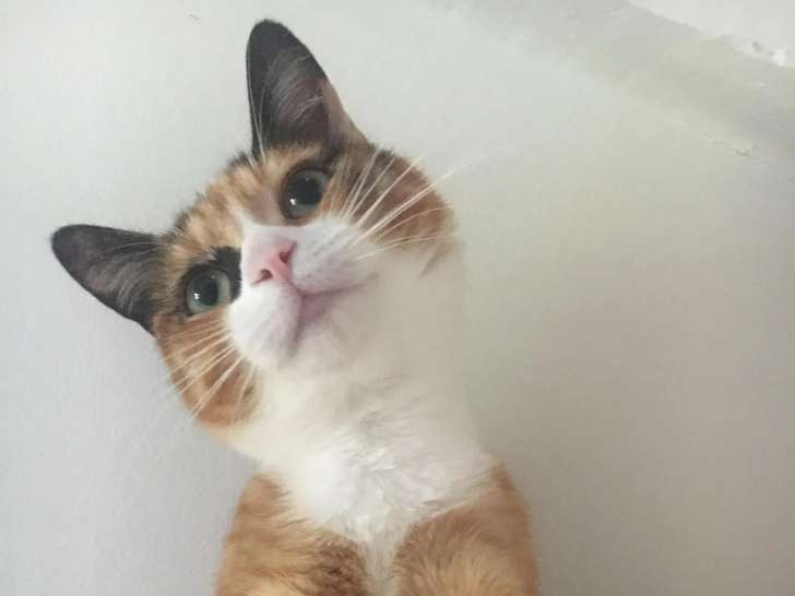 Figaro et compagnie