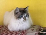 Figaro et compagnie