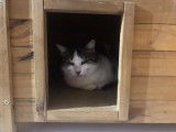 Figaro et compagnie