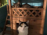 Figaro et compagnie