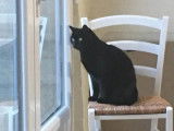 Figaro et compagnie