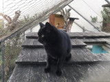 Figaro et compagnie