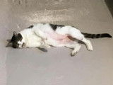 Figaro et compagnie