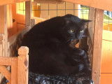 Figaro et compagnie