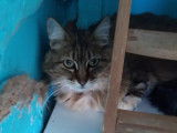 Figaro et compagnie
