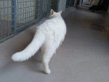 Figaro et compagnie