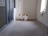 Figaro et compagnie
