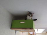 Figaro et compagnie
