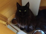 Figaro et compagnie