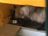 Figaro et compagnie