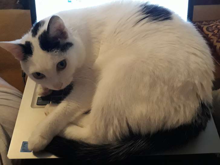 Visites à domicile pour chats