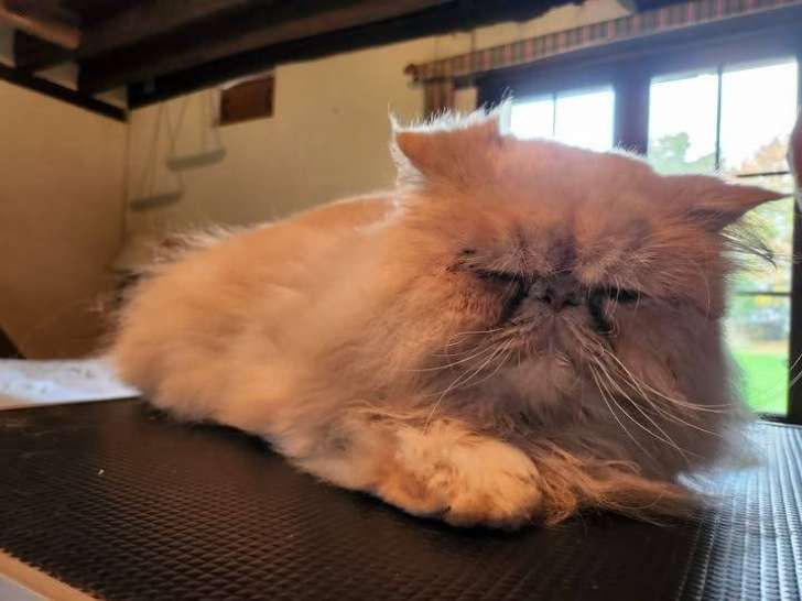 Stéphanie Toilettage