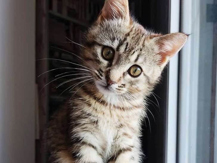 Bien dans ses pattounes