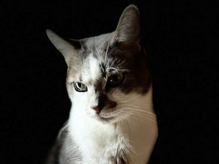 Noé Animaux et Compagnie