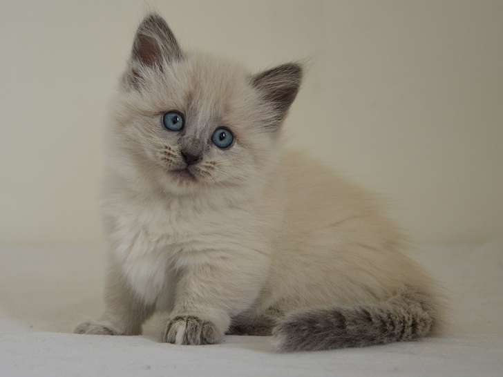 Chatterie de Kalinka