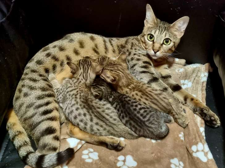 Le Jardin du Savannah