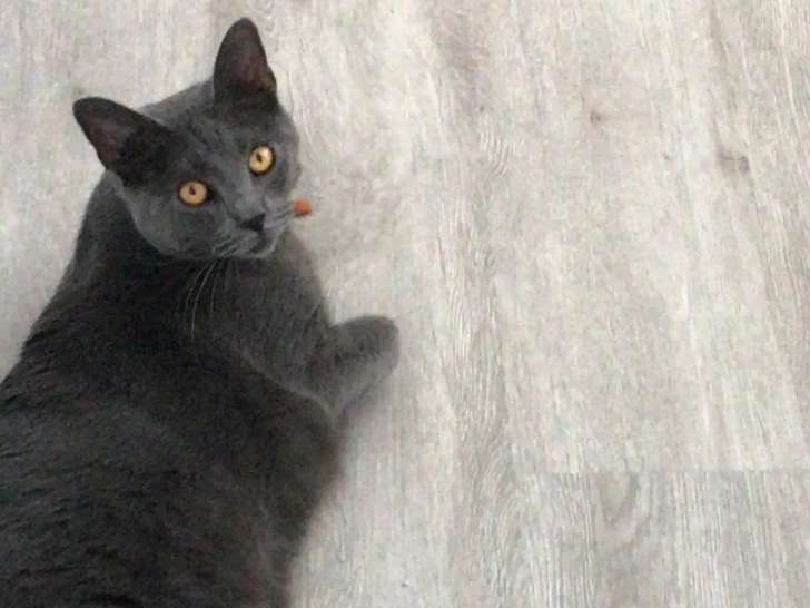 Résidence tous poils