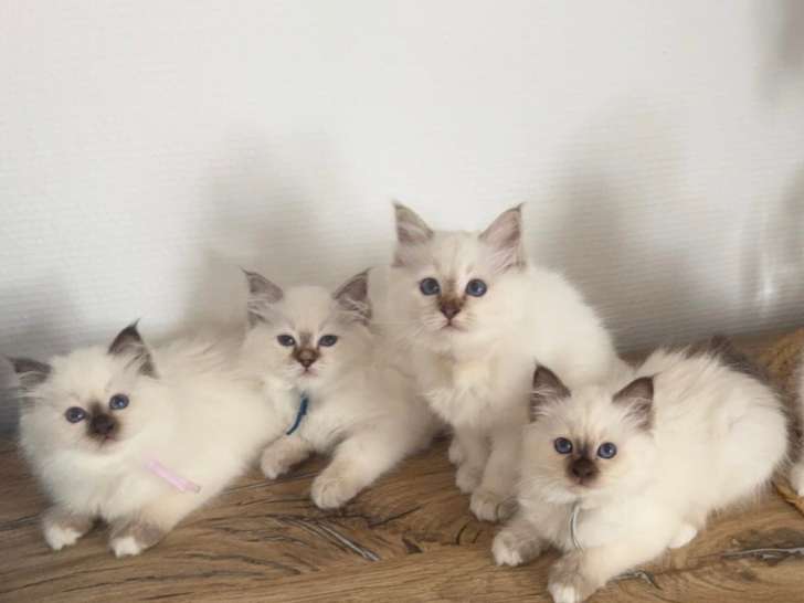 Des Secrets Sauvages