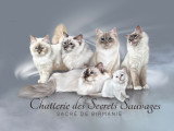 Des Secrets Sauvages
