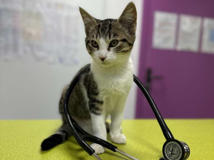 Clinique vétérinaire des Forges