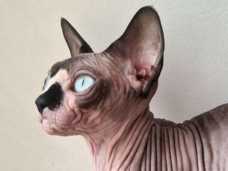 Chatterie Salem's child