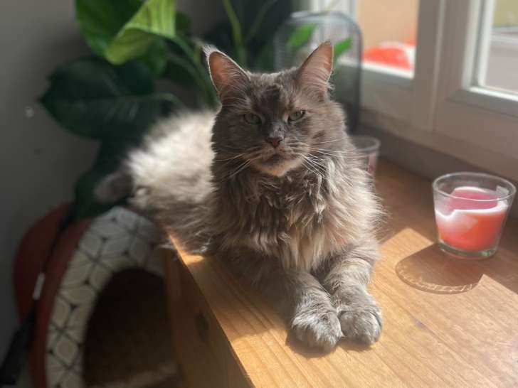 Livia - Guid’Animale