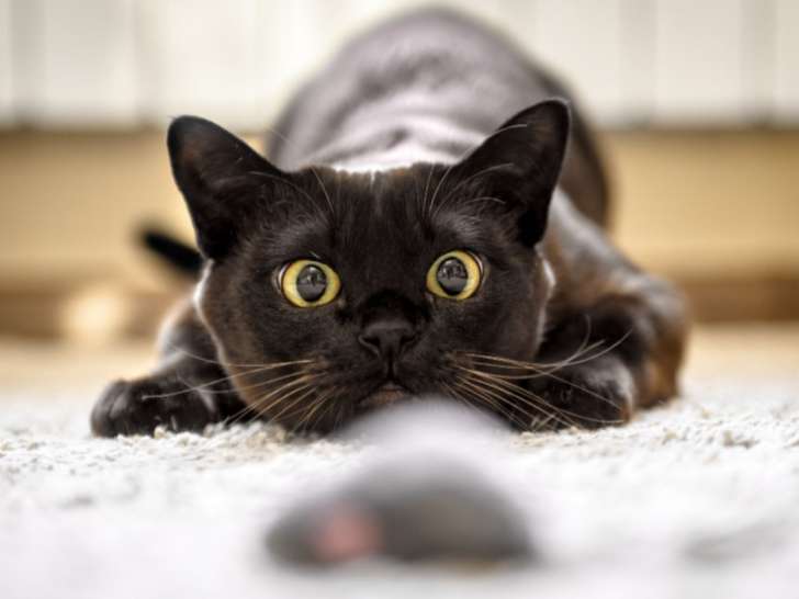 En Route Vers l’Osmose