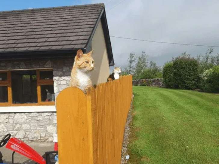 Pattes en vadrouille