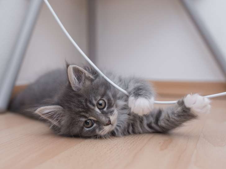 Prévention : adopter un chaton… en toute sécurité !