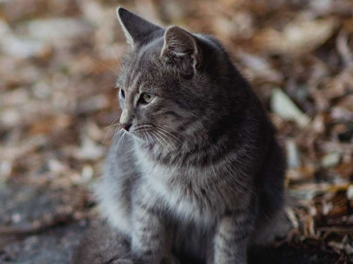 Les Z'anim'os du Sud