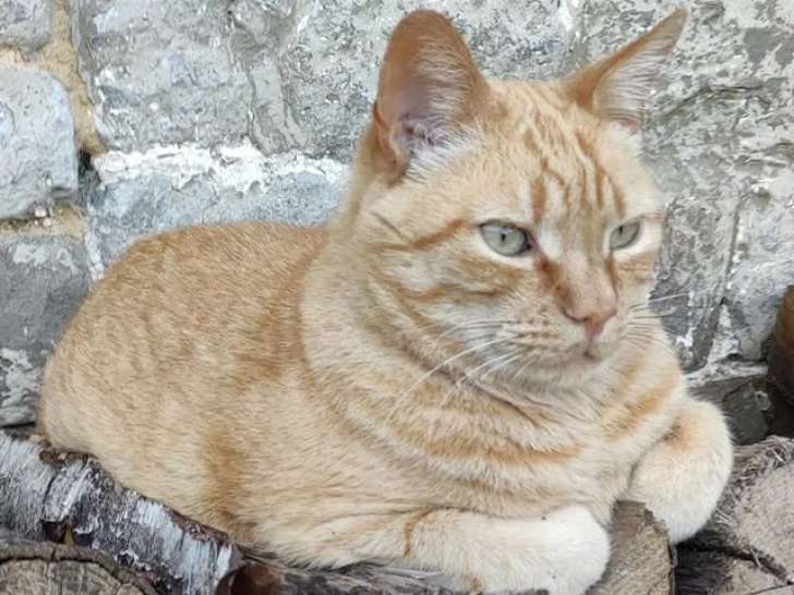 Au Moulin d'Emeville