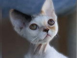 Azur Devon Rex