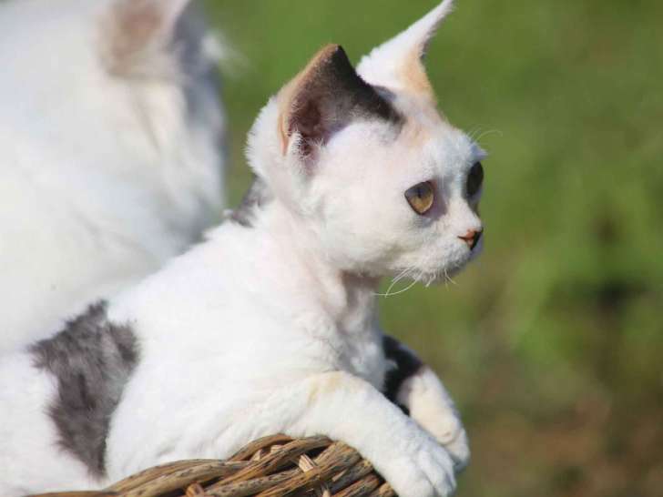Azur Devon Rex